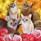 �\�}���摜