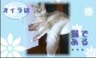 オイラは猫である・・・