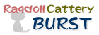 Ragdoll Cattery BURST